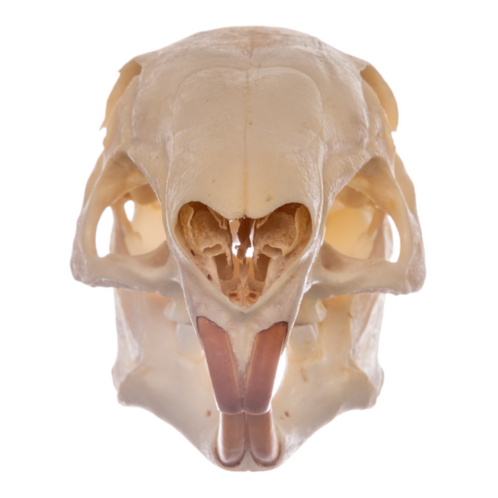 Real Agouti Skull