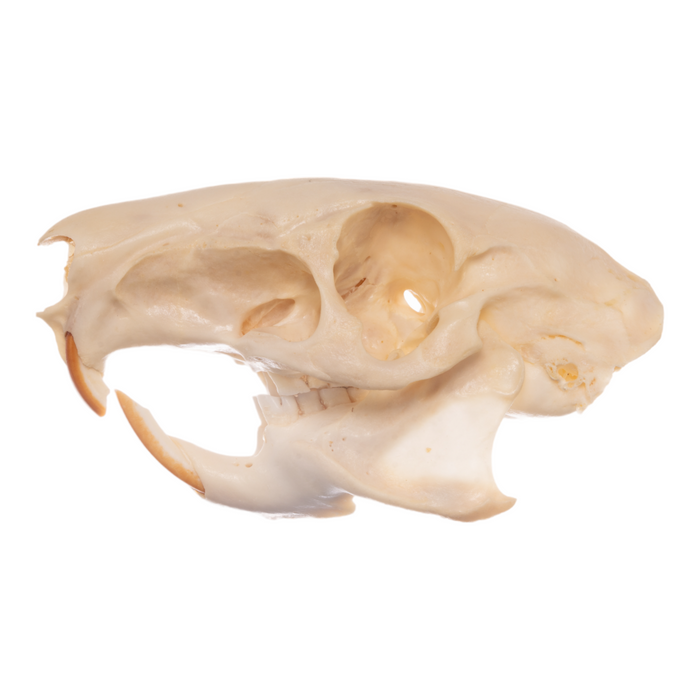 Real Agouti Skull