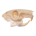 Real Agouti Skull