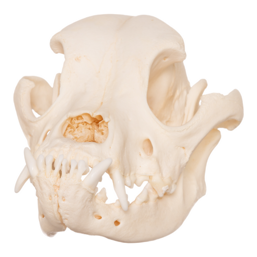 Real Domestic Dog Skull - Boxer