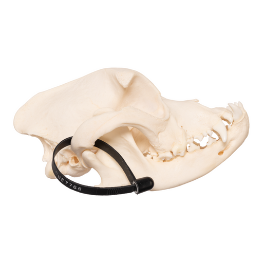 Real Domestic Dog Skull - Boxer