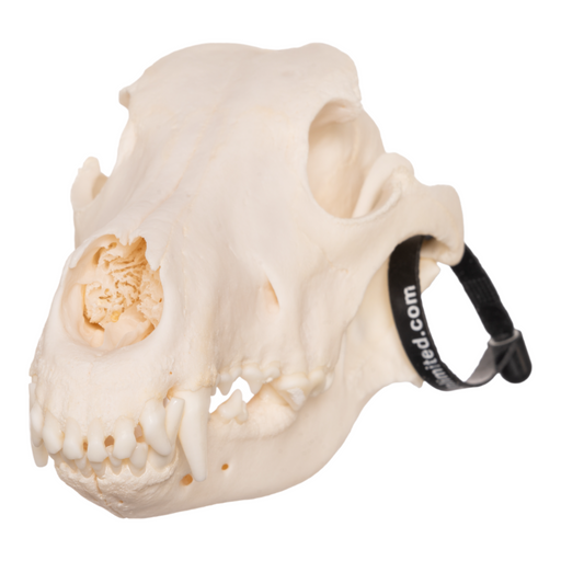 Real Domestic Dog Skull - German Shepherd