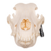 Real Domestic Dog Skull - German Shepherd