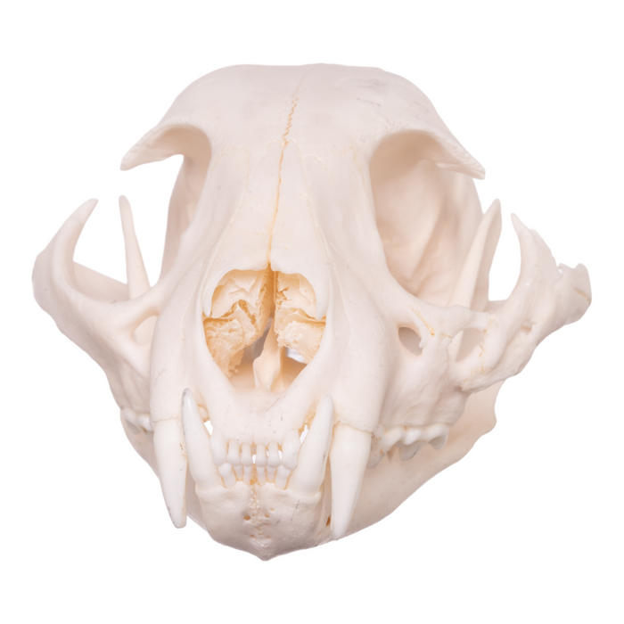 Lynx Rufus Skull