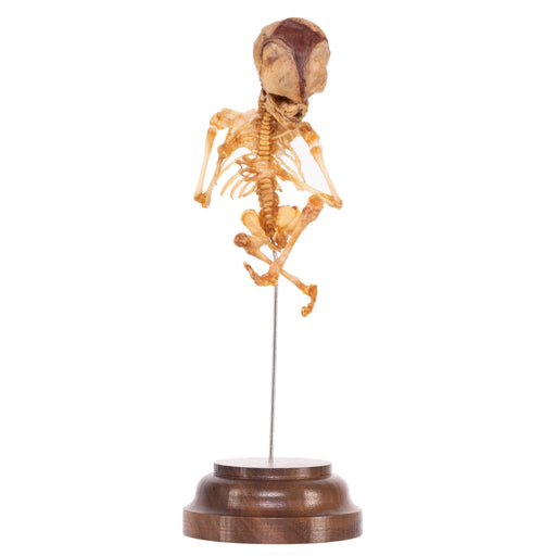 Real Human Fetal Skeleton On Stand For Sale — Skulls Unlimited International,  Inc.