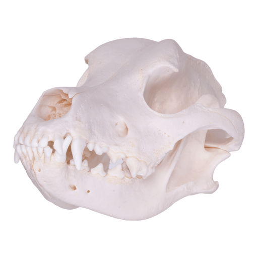 Real Domestic Dog Skull - Rottweiler