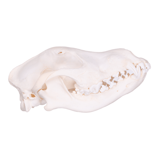 Real Domestic Dog Skull - Belgian Shepherd