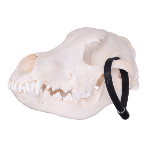 Real Domestic Dog Skull - Belgian Shepherd