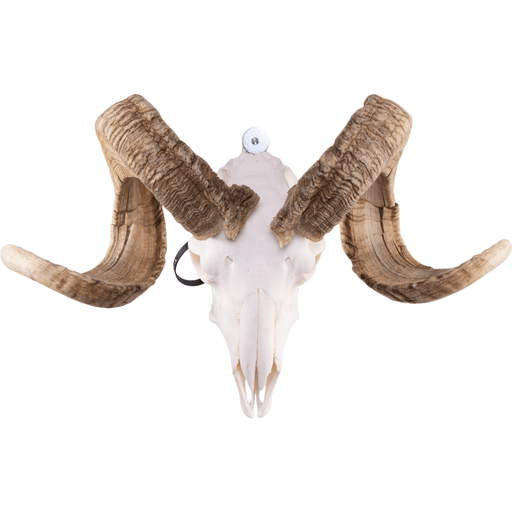 Real Merino Ram Skull