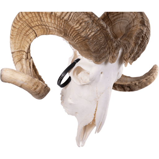 Real Merino Ram Skull