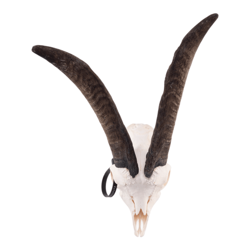 Real Domestic Goat Skull