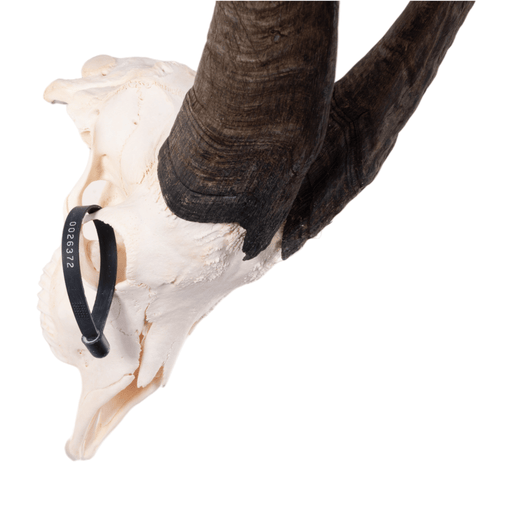 Real Domestic Goat Skull