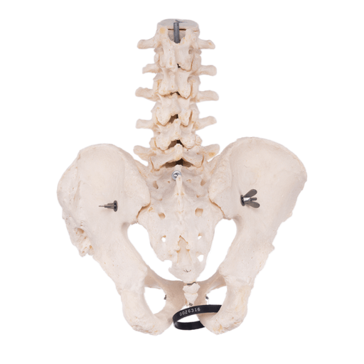 Real Human Lower Spine and Pelvis - Articulated