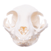 Real Domestic Cat Skull - Pathology