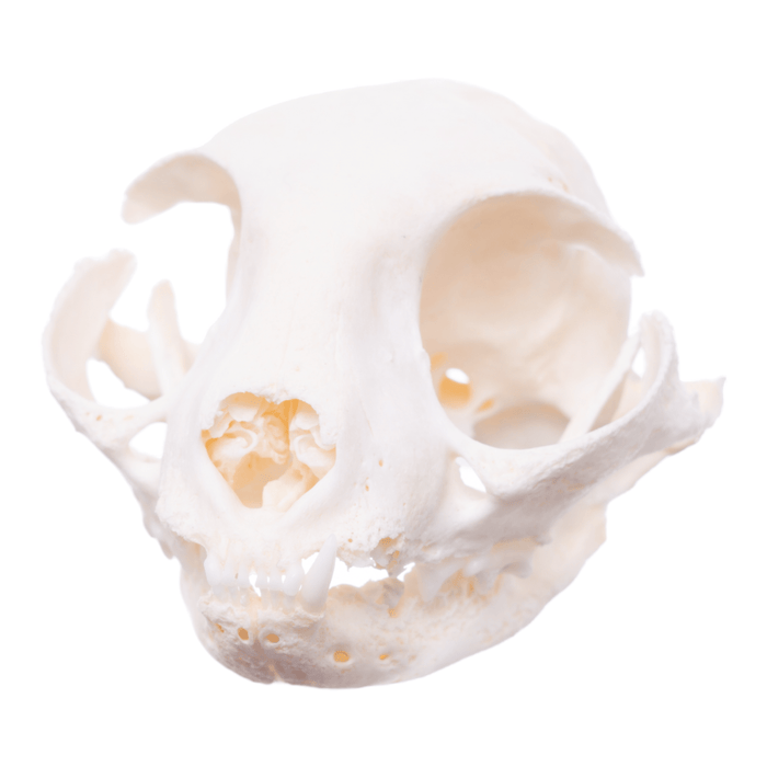 Real Domestic Cat Skull - Pathology