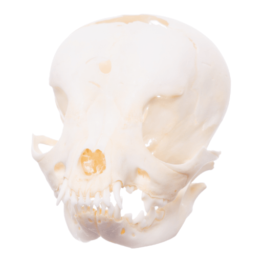 Real Puppy Skull - Hydrocephalus