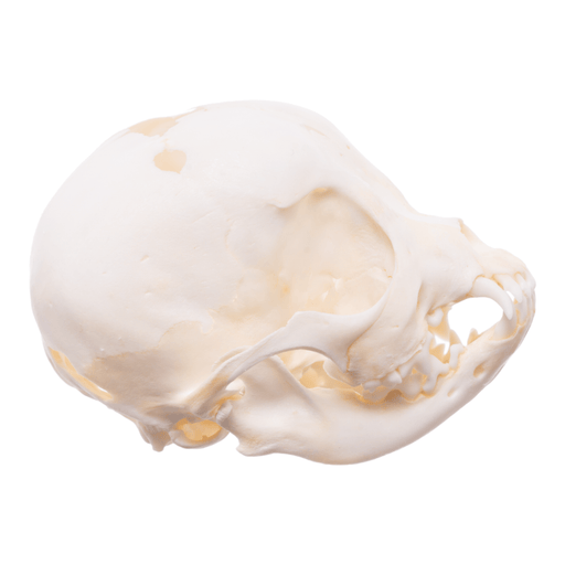 Real Puppy Skull - Hydrocephalus