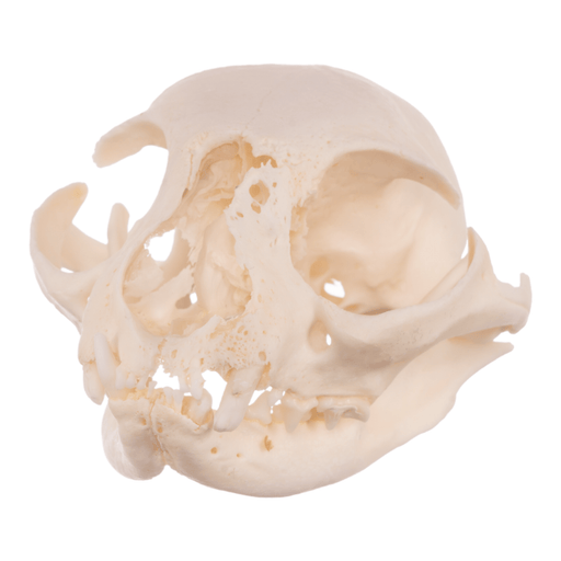 Real Domestic Cat Skull - Pathology