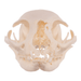 Real Domestic Cat Skull - Pathology