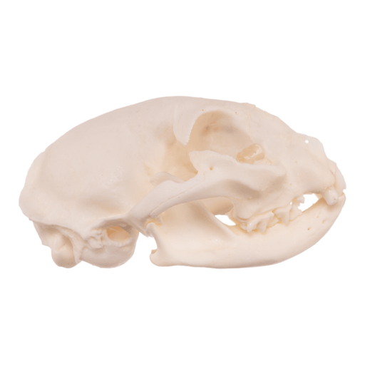 Real Domestic Cat Skull - Pathology