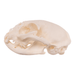 Real Domestic Cat Skull - Pathology