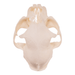 Real Domestic Cat Skull - Pathology