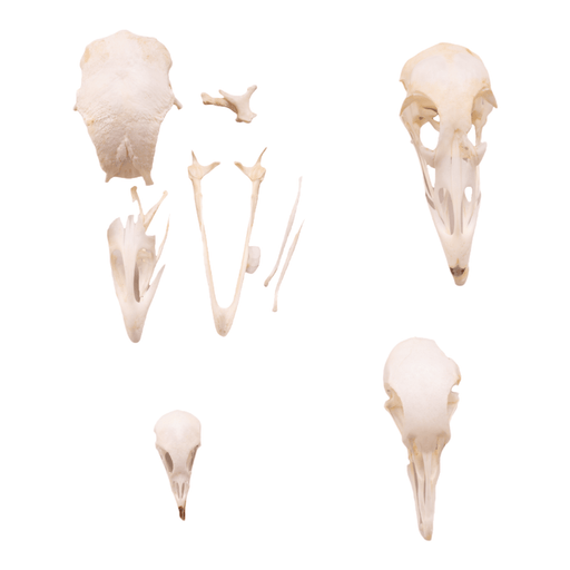 Real Bag-O-Bird Skulls