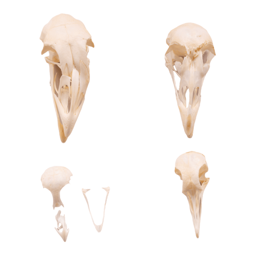 Real Bag-O-Bird Skulls