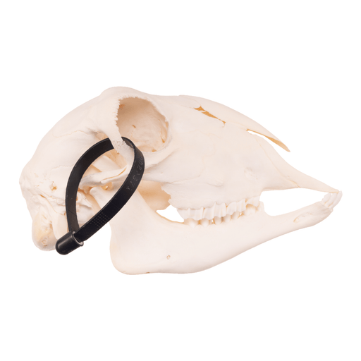 Real Sheep Skull - Adolescent