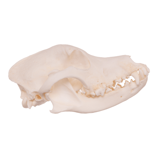 Real Domestic Dog Skull - Husky