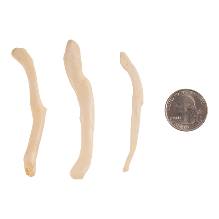 Real Baculum Set - Domestic Dog and River Otter