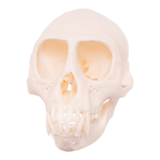 Real Mona Monkey Skull