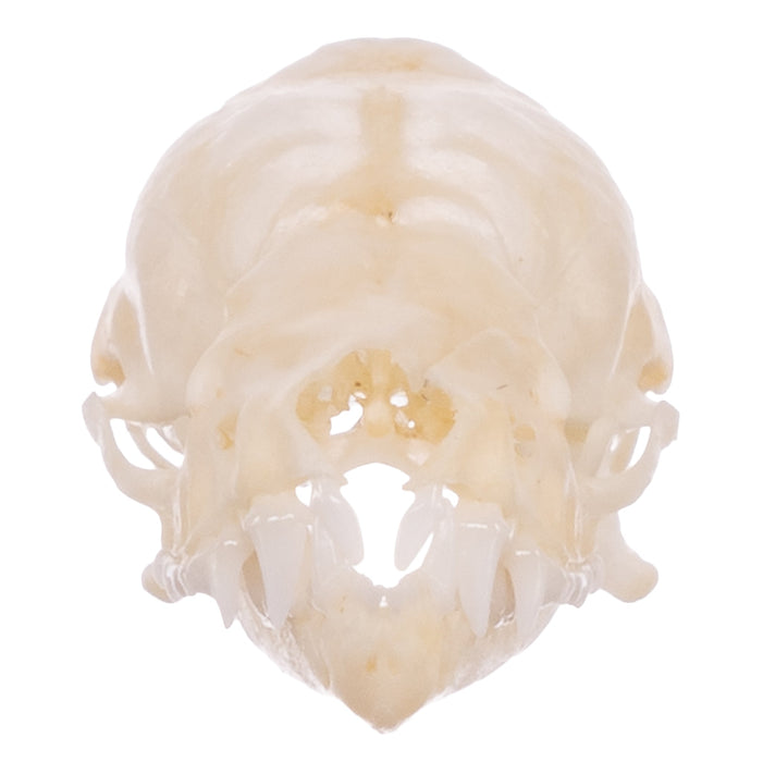 Real Mexican Free-tailed Bat Skull