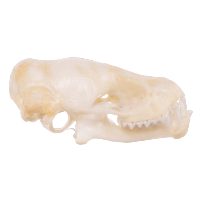 Real Mexican Free-tailed Bat Skull