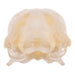 Real Mexican Free-tailed Bat Skull