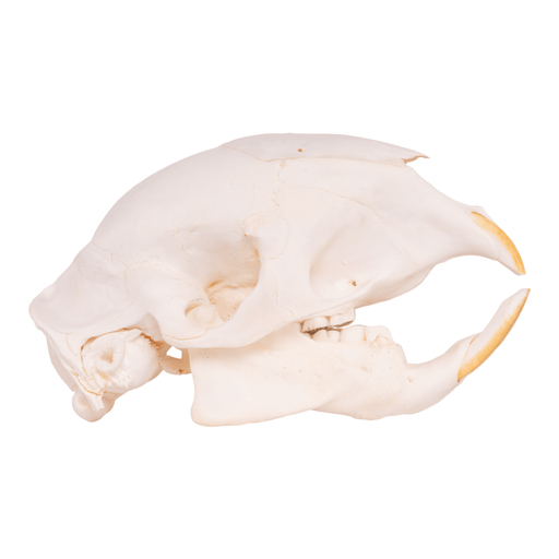 Real Cape Porcupine Skull