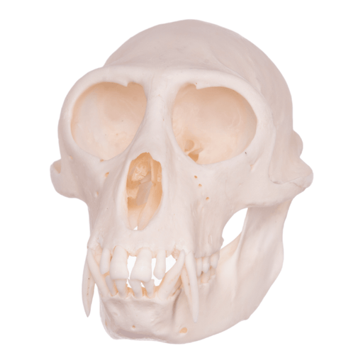 Real Greater Spot-nosed Monkey Skull