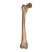 Real Human Femur - Antique