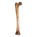 Real Human Femur - Antique