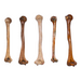 Real Human Humerus - Antique