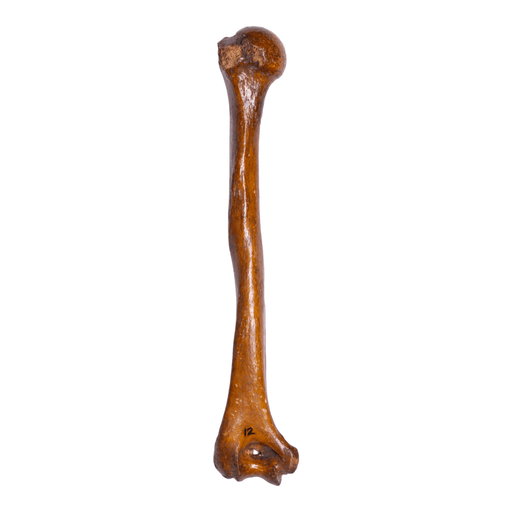 Real Human Humerus - Antique