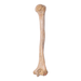 Real Human Humerus - Antique