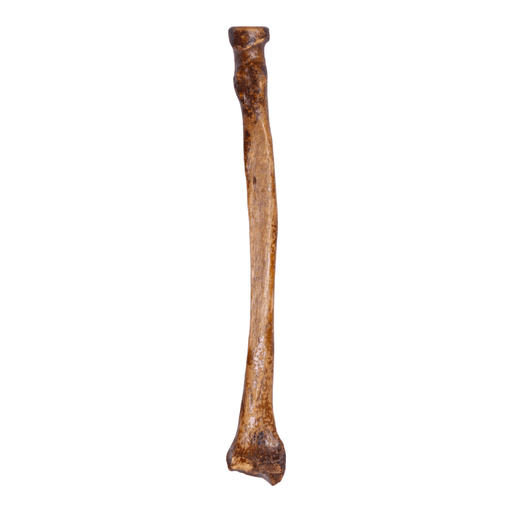  Human Humerus 2 Pieces, Earth-Tone Brown Relic, Left