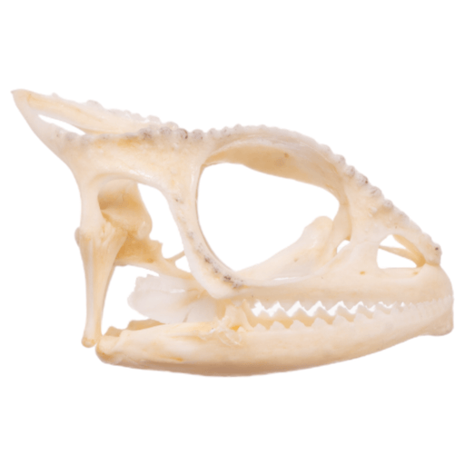 Real Panther Chameleon Skull