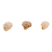 Real Mouse Skull - Set of 3