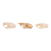 Real Mouse Skull - Set of 3