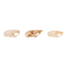 Real Mouse Skull - Set of 3