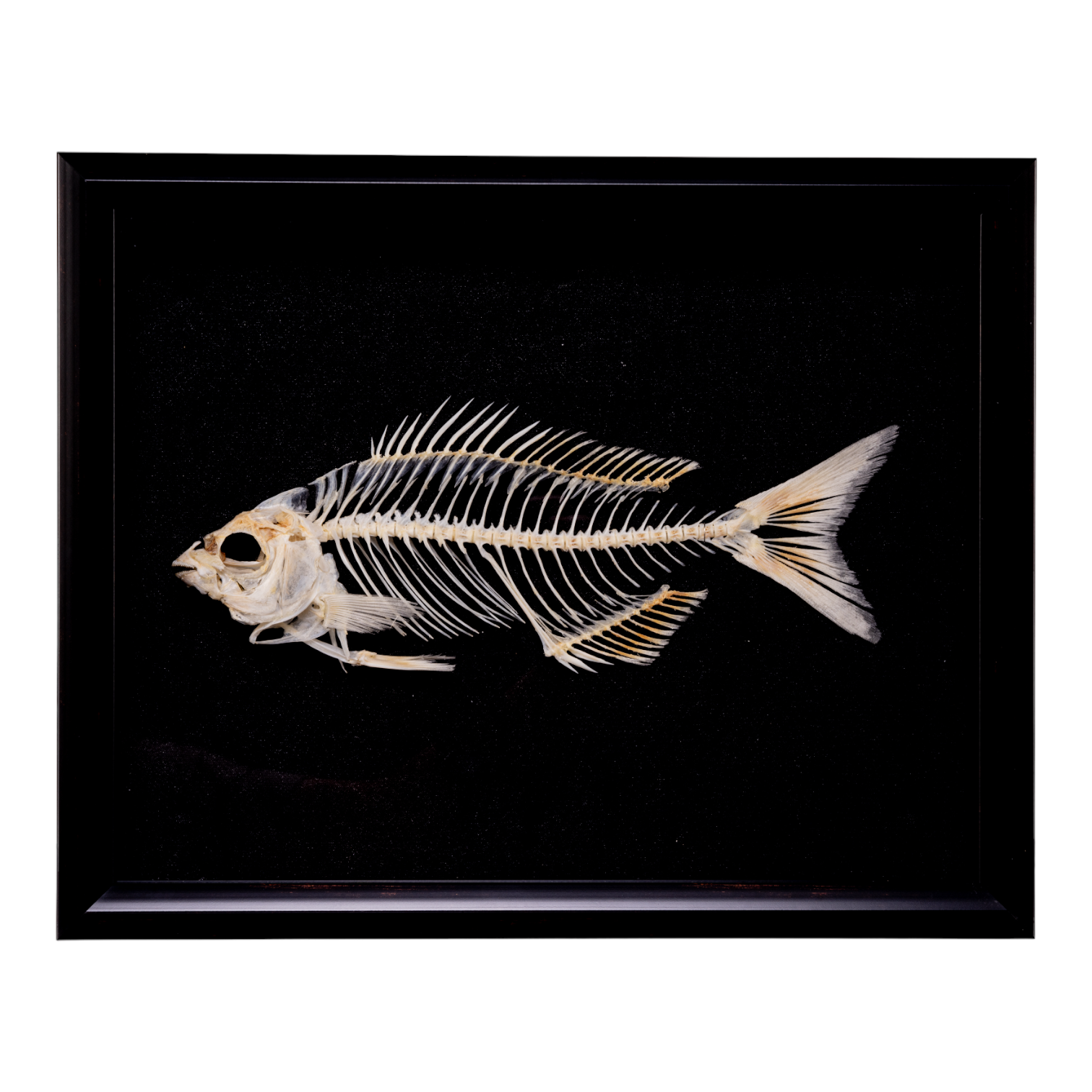 Real Sea Chub Skeleton in Shadow Box