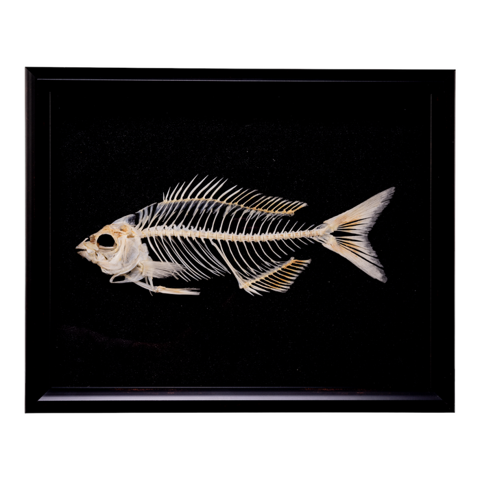Real Sea Chub Skeleton In Shadow Box — Skulls Unlimited International, Inc.