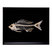 Real Sea Chub Skeleton In Shadow Box